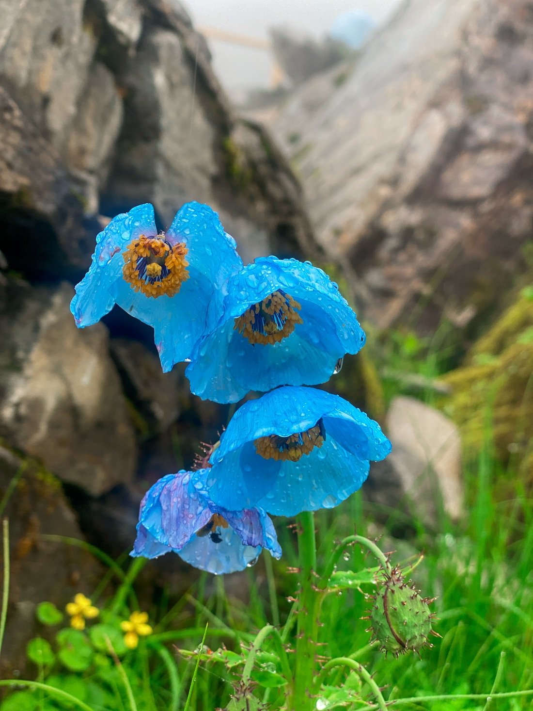 Valley of Flowers with Hemkund Sahib Trek